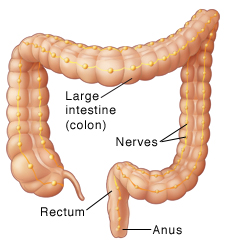Front view of colon showing nerves.