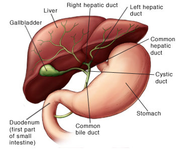 Anatomy of liver showing gallbladder, common bile duct, right hepatic duct, left hepatic duct, common hepatic duct, stomach, and duodenum (first part of small intestine).