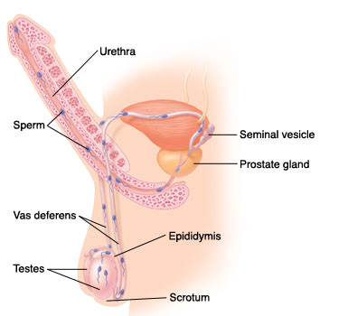 Cutaway view of male reproductive system