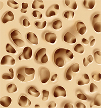 Closeup of normal, dense bone.