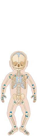 Outline of baby with skeleton visible. Shaded areas show growth plates at ends of bones.