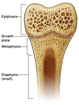 Cross section of top part of bone showing epiphysis, growth plate, metaphysis, and diaphysis (shaft).