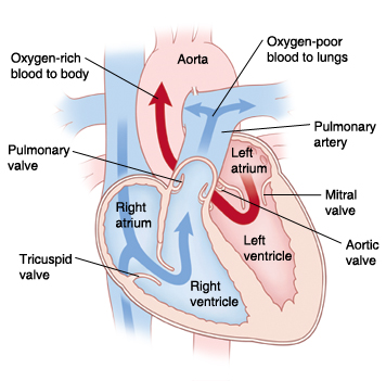 Front view cross section of heart showing atria on top and ventricles on bottom showing aorta, pulmonary artery, mitral valve, aortic valve, left atrium, left ventricle, right atrium, right ventricle, tricuspid valve, pulmonary valve, superior vena cava, and inferior vena cava. Arrows on right side of heart show oxygen-poor blood pumping to lungs. Arrows on left side of heart show oxygen-rich blood pumped to body.