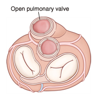 Top view of heart showing open pulmonary valve.