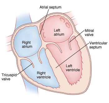 Front view cross section of heart showing atria on top and ventricles on bottom. Mitral valve is between left atrium and left ventricle. Tricuspid valve is between right atrium and right ventricle.