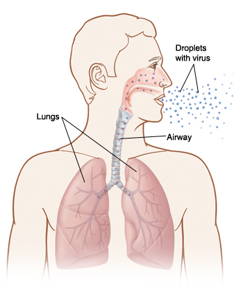 Outline of human head and chest with head turned to side. Inside of nose, airway, and lungs are visible. Droplets with virus are being breathed in to nose and lungs.