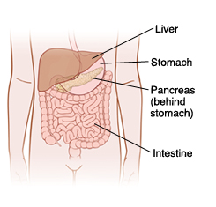 Outline of child's abdomen showing stomach, pancreas (behind stomach) and intestine.