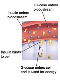 Closeup cross section of blood vessel near cells. Insulin enters bloodstream. Glucose enters bloodstream. Insulin binds to cell. Glucose enters cell and is used for energy.