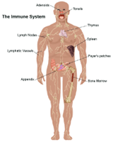 Illustration of the anatomy of the immune system, adult