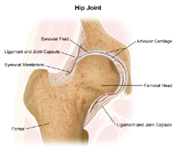 Anatomy of the hip joint