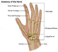Anatomy of  the hand