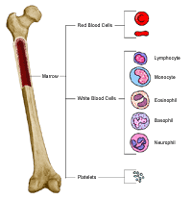 Anatomy of Bone and Marrow 