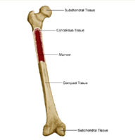Anatomy of bone