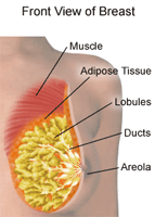 Illustration of the anatomy of the female breast, front view showing muscle, adipose tissue, lobules, ducts, areola