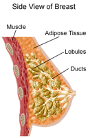 Illustration of the anatomy of the female breast, side view showing muscle, adipose tissue, lobules, ducts