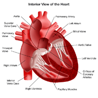 Anatomy of the heart, interior view