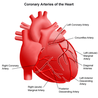 Illustration of the coronary arteries of the heart