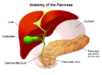 Illustration of  the anatomy of the pancreas