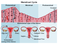 Illustration of the the menstrual cycle