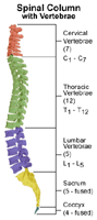 An illustration of the anatomy of the spine