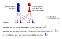 Genetic illustration demonstrating X-linked inheritance