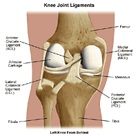 Anatomy of the knee joint, showing ligaments