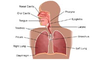Illustration of  the anatomy of the respiratory system, adult