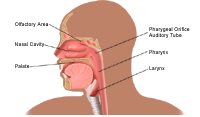 Anatomy of nose and throat