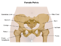 Anatomy of the female pelvis