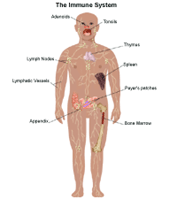 Anatomy of the immune system, child