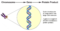 Genetic illustration, chromosome