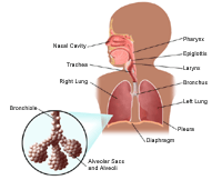 Anatomy of the respiratory system, child