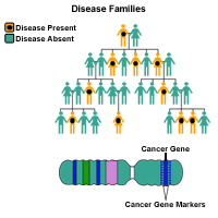 Genetic illustration demonstrating disease families