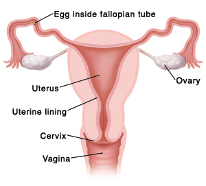Cross section front view of vagina, cervix, uterus, uterine lining, fallopian tubes, ovaries, and egg inside fallopian tube.