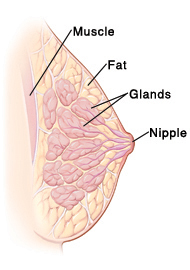 Cross section side view of breast showing nipple, glands, fat, and chest muscle.