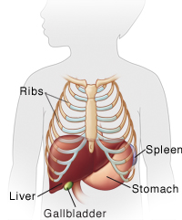 Outline of child showing location of liver.