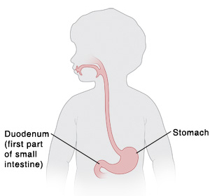 Outline of child showing upper digestive system.