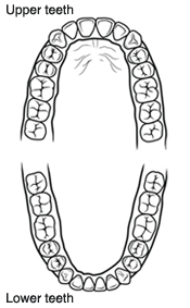 Chewing surfaces of upper and lower teeth.