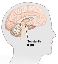 Outline of head with cross section of brain. Substantia nigra is small area in bottom center of brain.