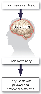 Outline of head with brain inside. Danger written across brain. Arrows show steps of anxiety response: brain perceives threat, brain alerts body, body reacts with physical and emotional symptoms.