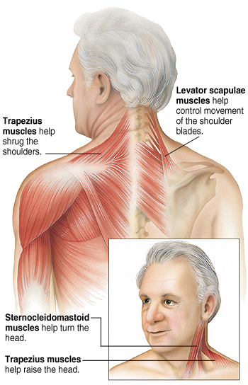 Back view of man showing muscles. Trapezius muscles help shrug shoulders. Levator scapulae muscles help control movement of shoulder blades. Front view of man showing neck muscles. Sternocleidomastoid muscles help turn head. Trapezius muscles help raise head.