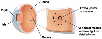 Three quarter view of cross-sectioned eye with callout showing fovea and macula.