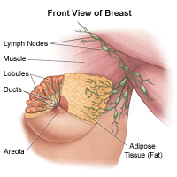 Image: Anatomy of the Breast (Front and Side Views) - Merck