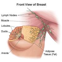 Illustration of the anatomy of the female breast, front 