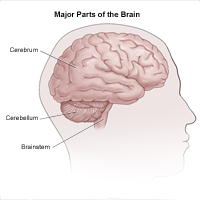 Illustration of lateral view of brain and divisions into cerebrum, cerebellum and brainstem