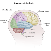 Illustration of the anatomy of the brain, adult