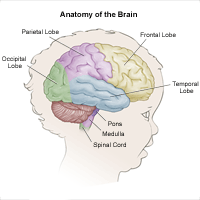 Anatomy of the brain, child
