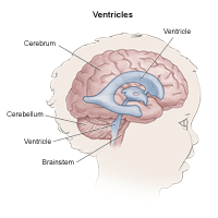 Anatomy of the brain, showing the ventricles