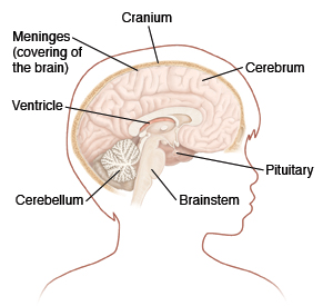 Outline of child's head turned to side showing cross section of brain.