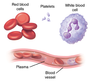 Red blood cells, platelets, and white blood cell. Cross section of blood vessel showing blood cells in plasma.